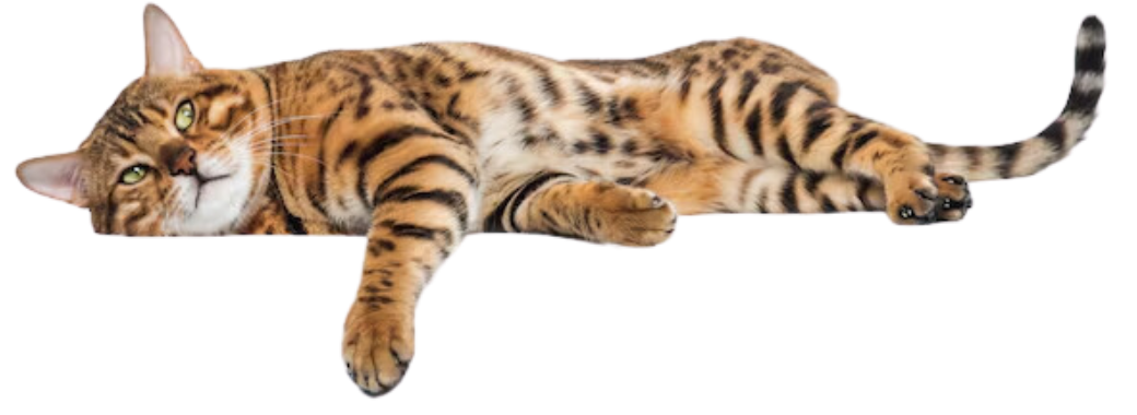 БОНУСНАЯ СИСТЕМА ЛОЯЛЬНОСТИ | БОЛЬШЕ 30 ИНСТРУМЕНТОВ ДЛЯ УДЕРЖАНИЯ КЛИЕНТОВ И РОСТА ВЫРУЧКИ